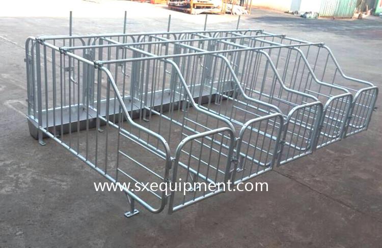 pig gestation stall 4.jpg